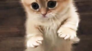 So cute little cat