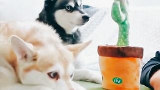 Funny Dog Viral Video 65