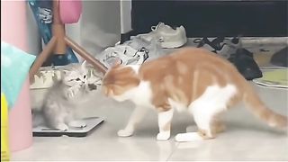 Funny Cat Viral Video 76