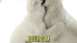 Ours blanc