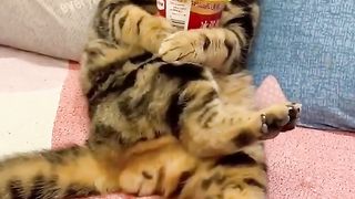 Chats et compagnie