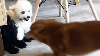 Funny Dog Viral Video 66