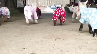 Cute sheep who run there and here laugh pet animals funny
