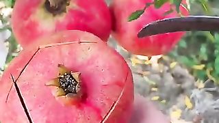 Pomegranate 2