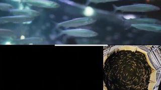 America's INSANE Fish Farm with Amazing Technology and Cool Machines for The Highest Productivity