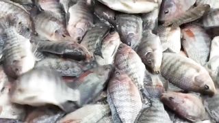 How to Start Biofloc Technology in Tilapia _Complete Guide from Pond Construction to Harves