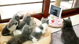 Beautiful cats ????|cats|cute cats ????