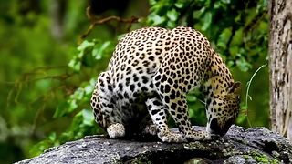 Jaguar ???? ????