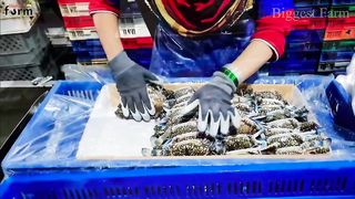 Crab Farm - Raising & Harvesting Millions of Crabs - Crab Processing in Factory