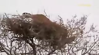 Eagel and leopard