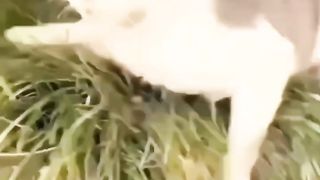 Fails of the Week 2023 ???? Funniest Pets ???? Dogs And Cats Videos 2023 ???? Funny and Cute Animals 534 Top
