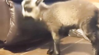 Fails of the Week 2023 ???? Funniest Pets ???? Dogs And Cats Videos 2023 ???? Funny and Cute Animals 535 Top
