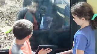Zoo video ###