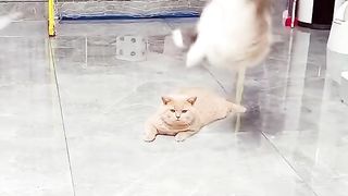 Funny Cat Viral Video 77