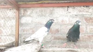 Choudry tadeey slara best flying pigeons beautiful