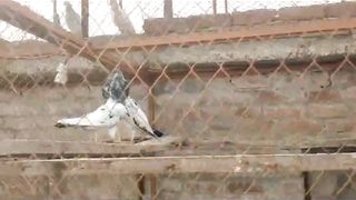 Beautiful pigeon new choudrywaly tadeey breedar par