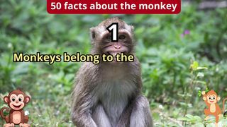 50 Facts about monkey