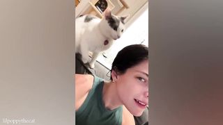 CATS will 102% make you laugh ????Funny Cats Videos 2023