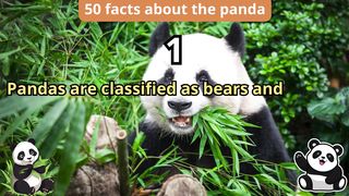 50 Facts about panda