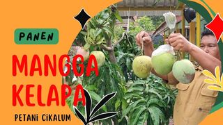 Panen Mangga Kelapa
