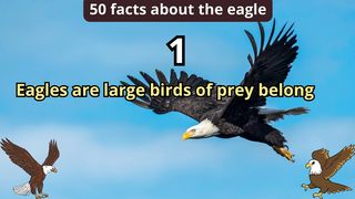 50 Facts about eagle