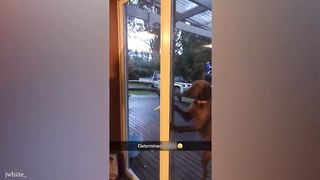 Dog Doing Funny Things - Best of Funny Dogs in October
