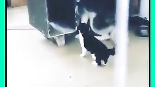 #viral funny animal video ????