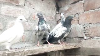 Beautiful pigeon  best flying chicks