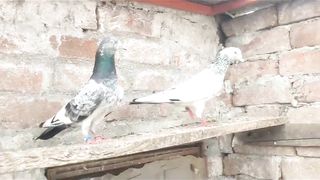 Golden breeder pair pigeon beautiful
