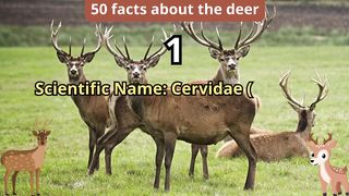 50 Facts about deer
