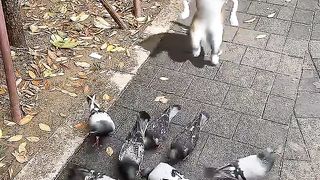 Cat ???? Dancing