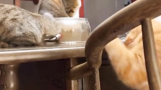 Funny Cat Viral Video 78
