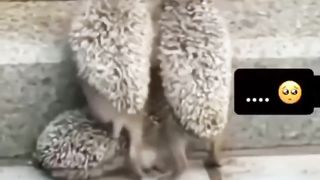 La vidéo la plus triste d’internet ????