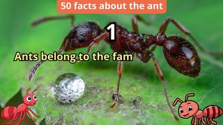 50 Facts about ant