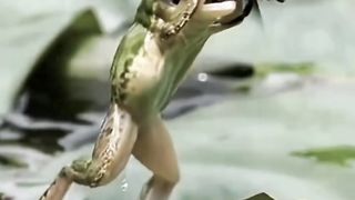 Amazing catching froggg
