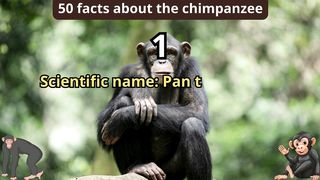 50 Facts about chimpamzee