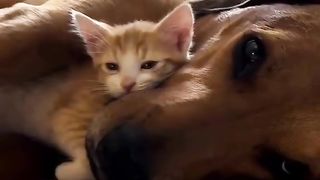 Cats and dogs get along very well...