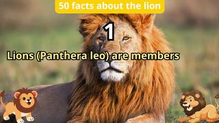 50 Facts about lion