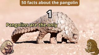50 Facts about pangolin