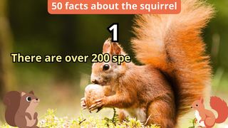 50 Facts about squirrel