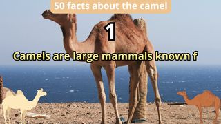 50 Facts about camel