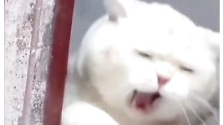 Funny Cat Viral Video 79