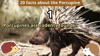 20 Facts about porcupine
