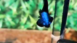 New models.. fighter fishes