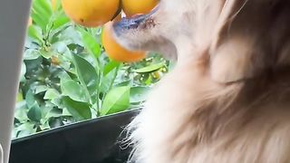 Funny Dog Viral Video 68