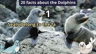 20 Facts about dolphin