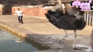 Try not to laugh funny videos  Funny moments