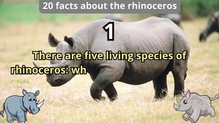 20 Facts about rhinoceros