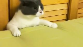 Funny Cat Viral Video 80