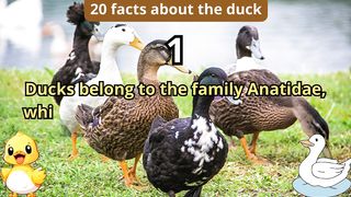 20 Facts about duck